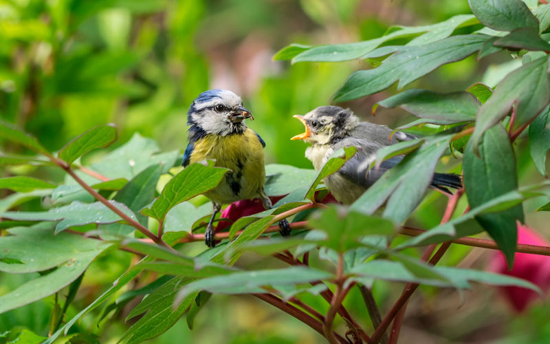 Bird watching