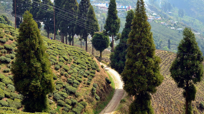 Happy Valley Tea Estate, Darjeeling