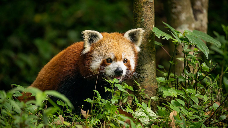 Padmaja Naidu Himalayan Zoological Park, Darjeeling